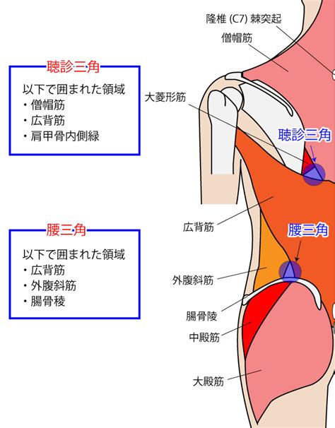 腰三角 構成|ベルマジャンディの法則